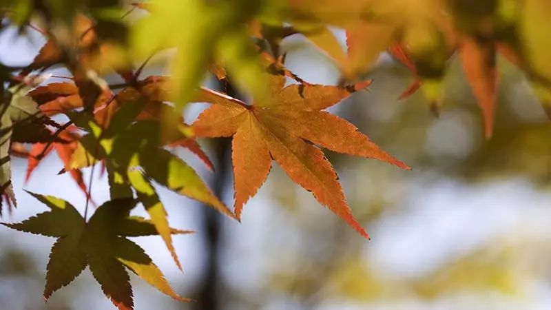 今日立秋(圖5)